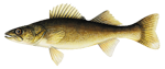 Walleye