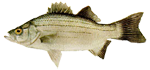 White Bass