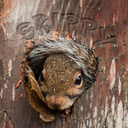 Skippy - Lakeside Resort's Official Mascot