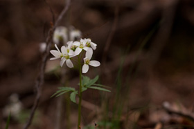 Cutleaf Toothwort