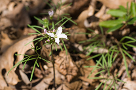 Fine-leaf Toothwort