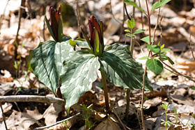 Red Trillium