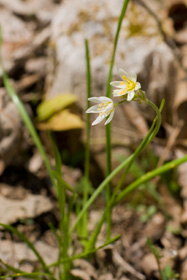 False Garlic