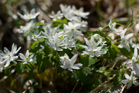 Rue Anemone