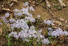 Blue Phlox