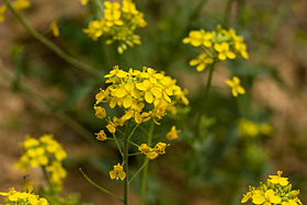 Southern Ragwort