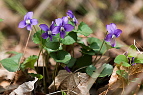 Blue Violet