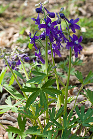 Dwarf Larkspur