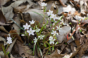 Spring Beauty