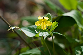 Yellow Violet