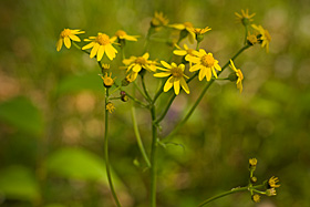 Golden Ragwort