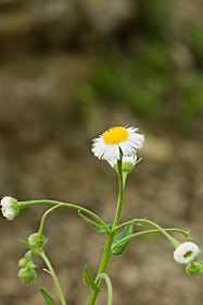 Lesser Fleabane