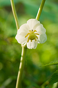 Mayapple