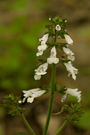 Lyre-leaf Sage