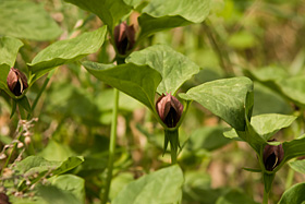 Prairie Trillium