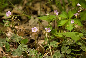 Violet Wood Sorrel