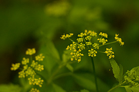 Hairy Meadow Parsnip