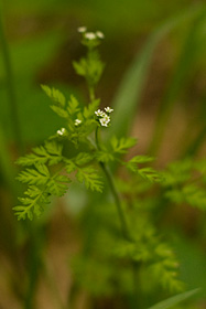 Southern Chervil