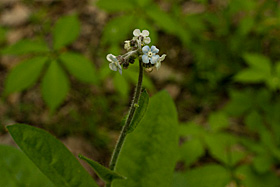 Wild Comfrey