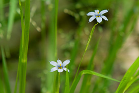 Blue Eyed Grass