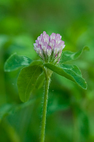 Red Clover