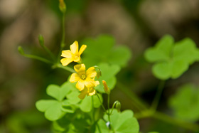 Wood Sorrel