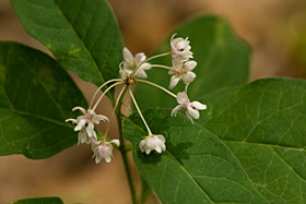 Poke Milkweed