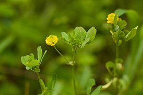 Yellow Clover